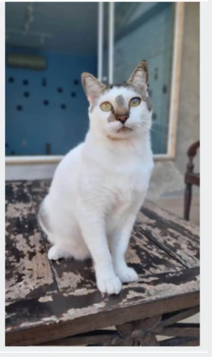 Gato ra a srd idade 2 anos nome ADAM