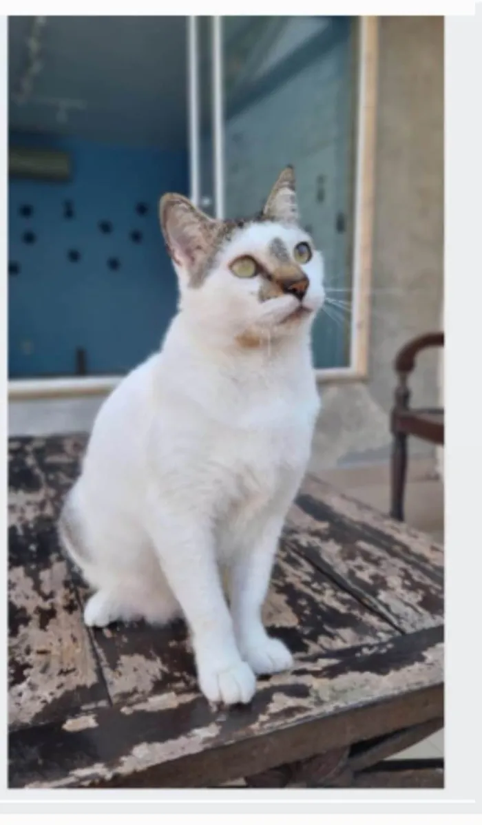 Gato ra a srd idade 2 anos nome ADAM