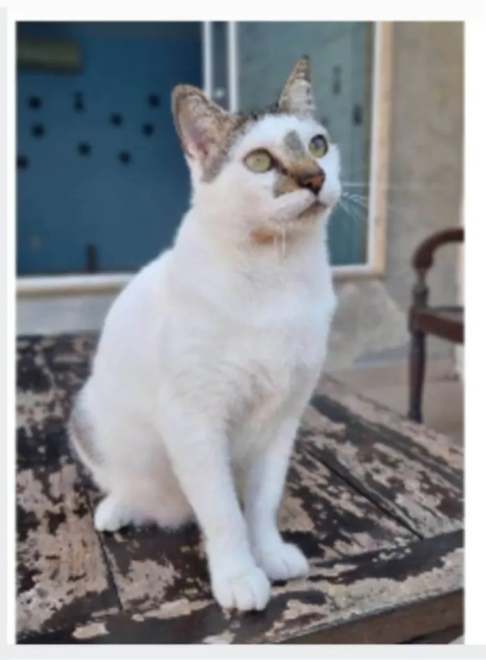 Gato ra a srd idade 2 anos nome ADAM