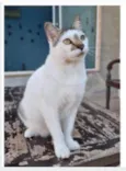 ADAM