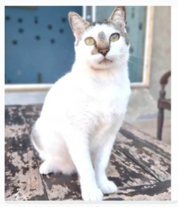 Gato ra a srd idade 2 anos nome ADAM