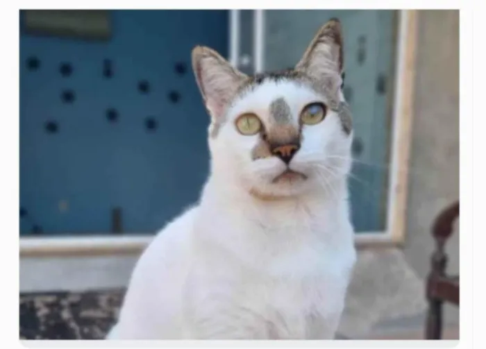 Gato ra a srd idade 2 anos nome ADAM