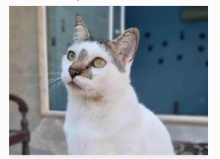 Gato ra a srd idade 2 anos nome ADAM