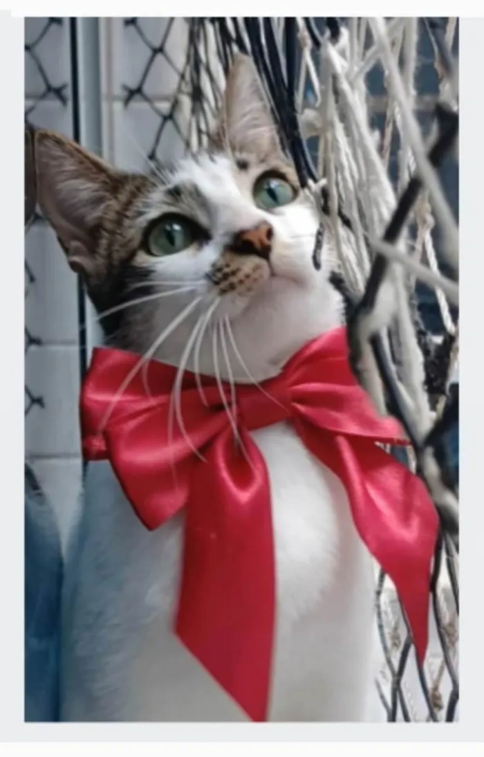 Gato ra a srd  idade 7 a 11 meses nome PIPA
