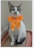 PIPA