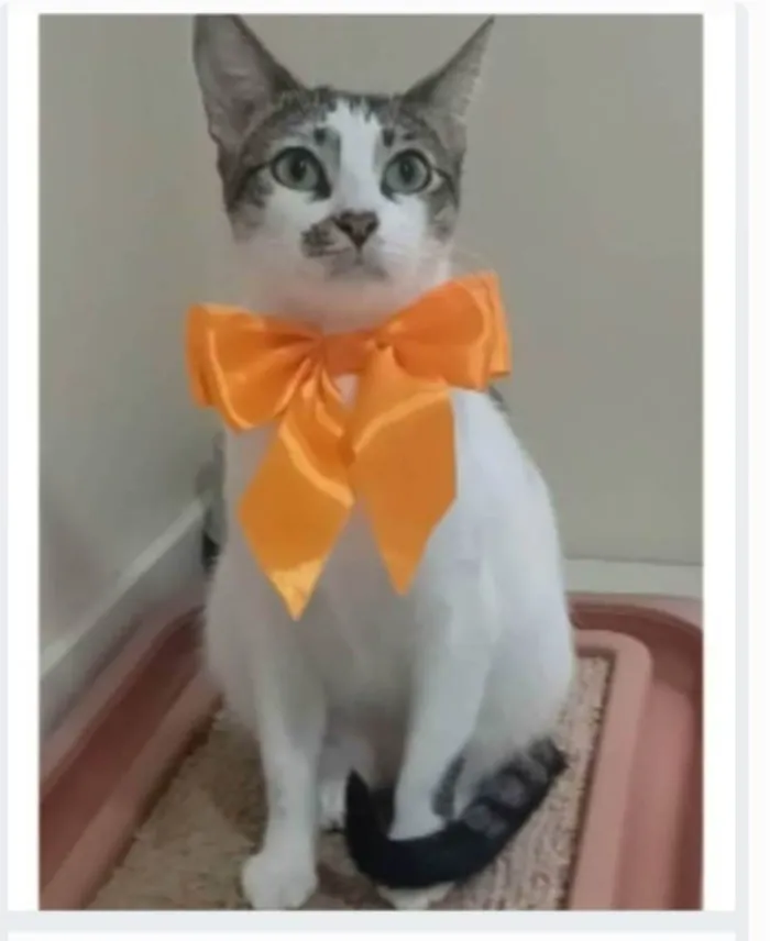 Gato ra a srd  idade 7 a 11 meses nome PIPA