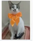 PIPA