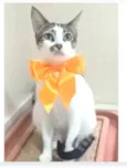 PIPA