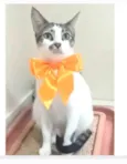 PIPA