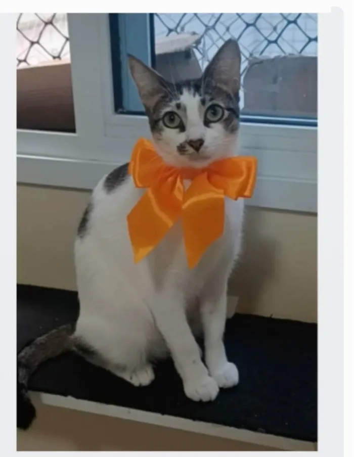 Gato ra a srd  idade 7 a 11 meses nome PIPA