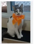 PIPA