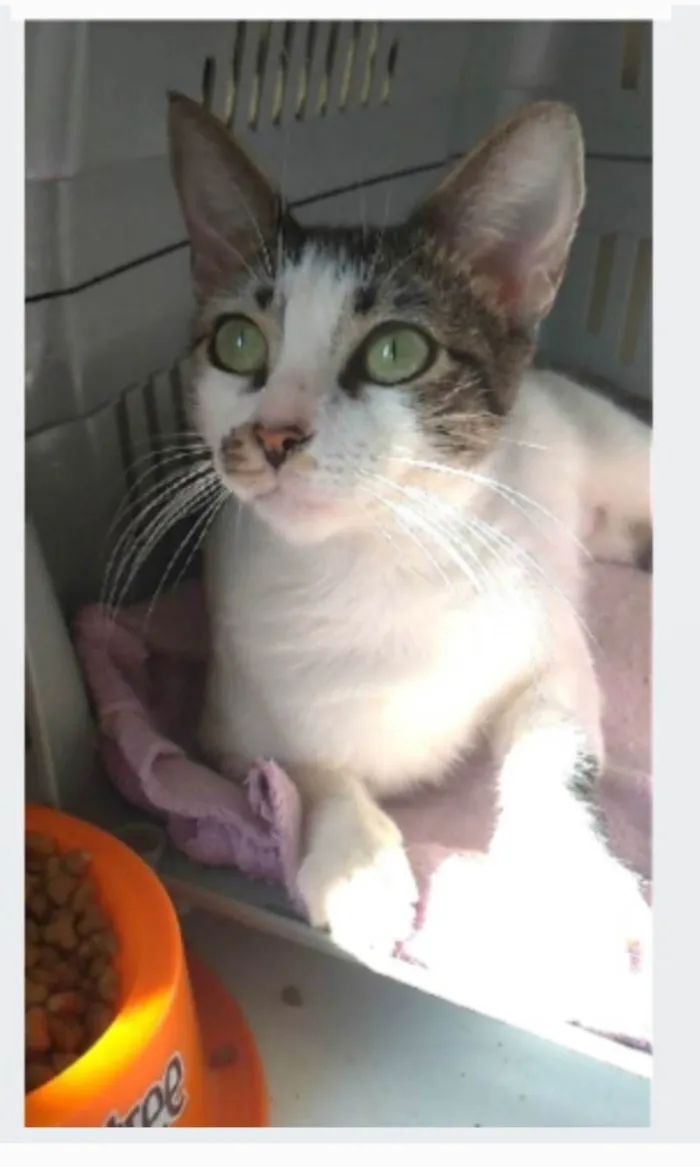 Gato ra a srd  idade 7 a 11 meses nome PIPA