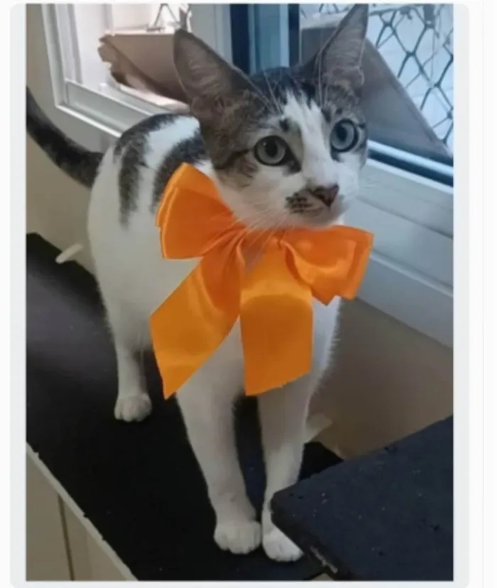 Gato ra a srd  idade 7 a 11 meses nome PIPA