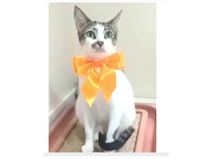 Gato ra a srd  idade 7 a 11 meses nome PIPA