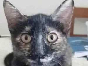 Gato raça srd escaminha rosét  idade 7 a 11 meses nome CACAU