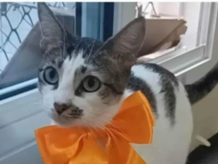 Gato ra a srd  idade 7 a 11 meses nome PIPA