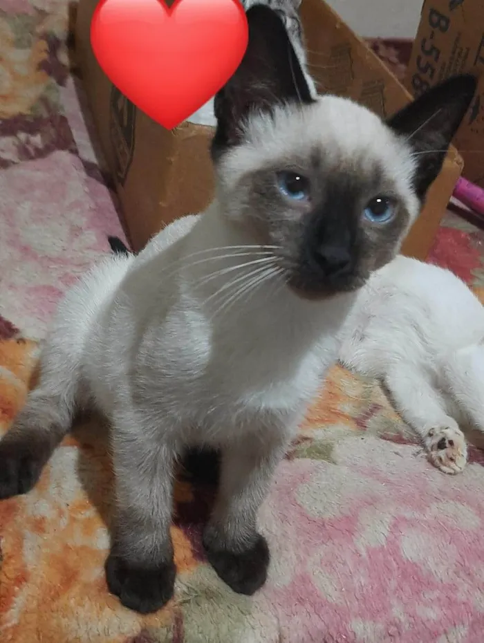 Gato ra a  idade 2 a 6 meses nome Dois filhotes (macho e fêmea)