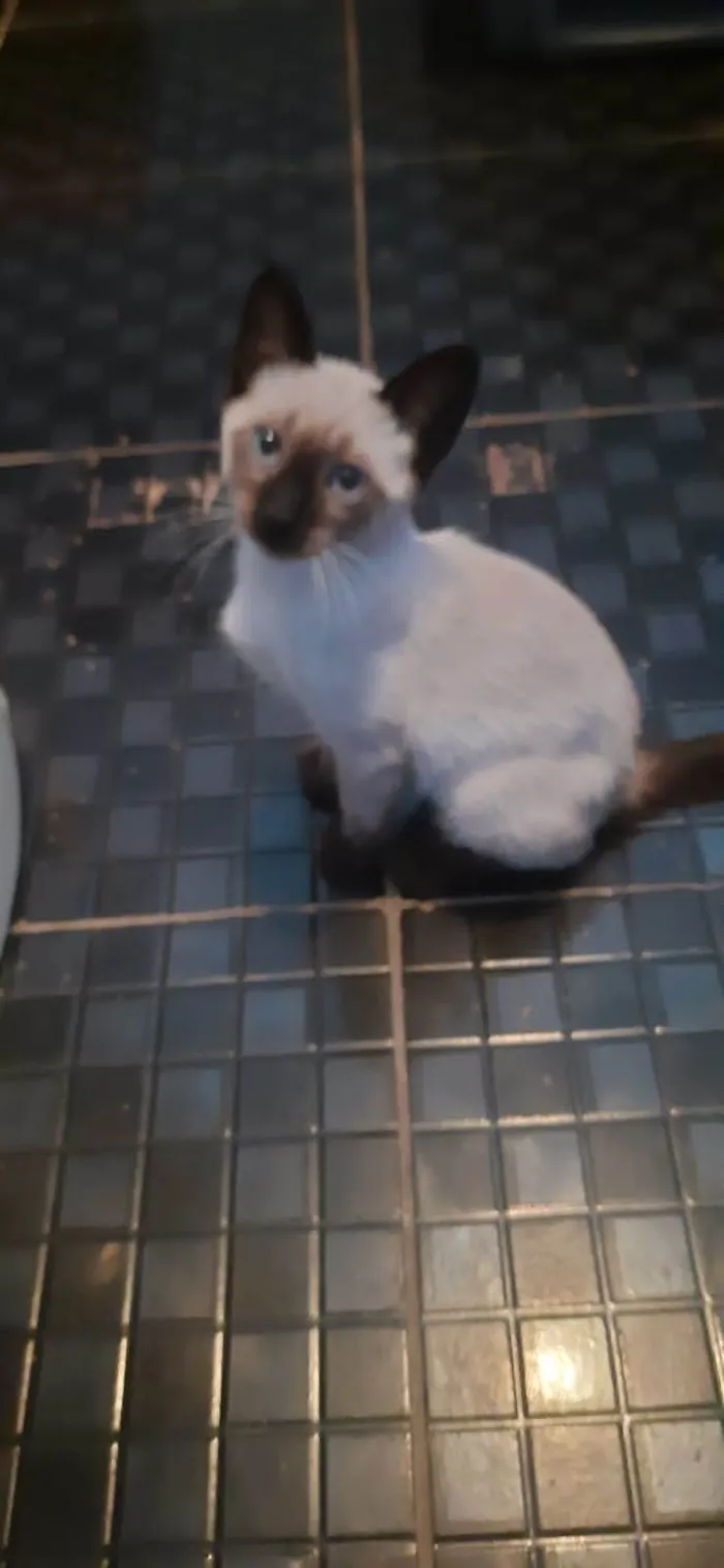 Gato ra a  idade 2 a 6 meses nome Dois filhotes (macho e fêmea)