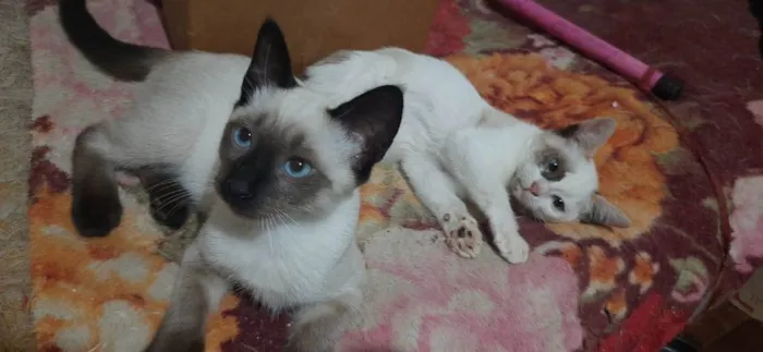 Gato ra a  idade 2 a 6 meses nome Dois filhotes (macho e fêmea)