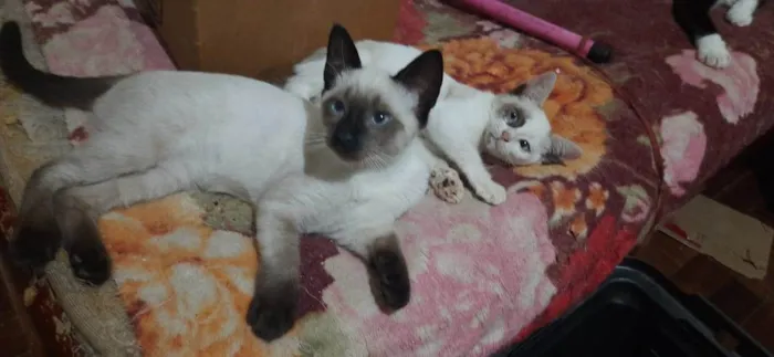 Gato ra a  idade 2 a 6 meses nome Dois filhotes (macho e fêmea)