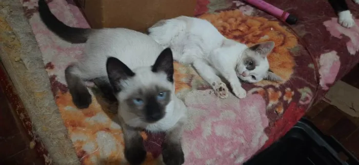 Gato ra a  idade 2 a 6 meses nome Dois filhotes (macho e fêmea)