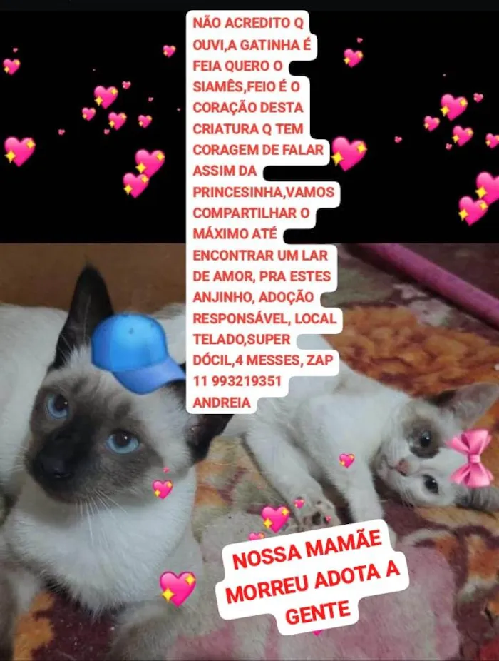 Gato ra a  idade 2 a 6 meses nome Dois filhotes (macho e fêmea)