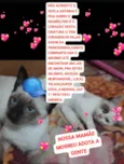 Dois filhotes (macho e fêmea)