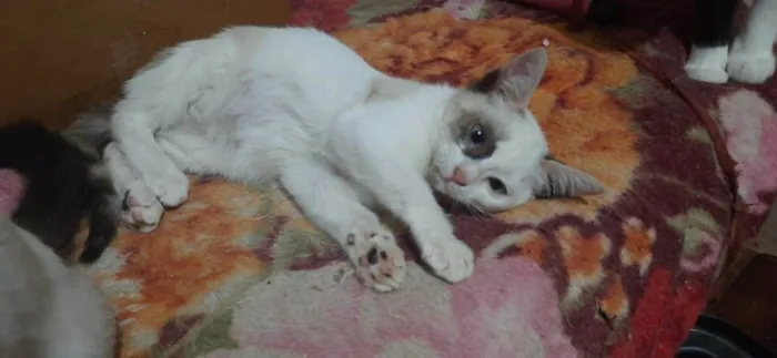 Gato ra a  idade 2 a 6 meses nome Dois filhotes (macho e fêmea)