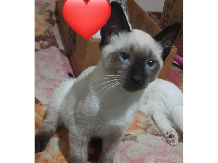 Gato ra a  idade 2 a 6 meses nome Dois filhotes (macho e fêmea)
