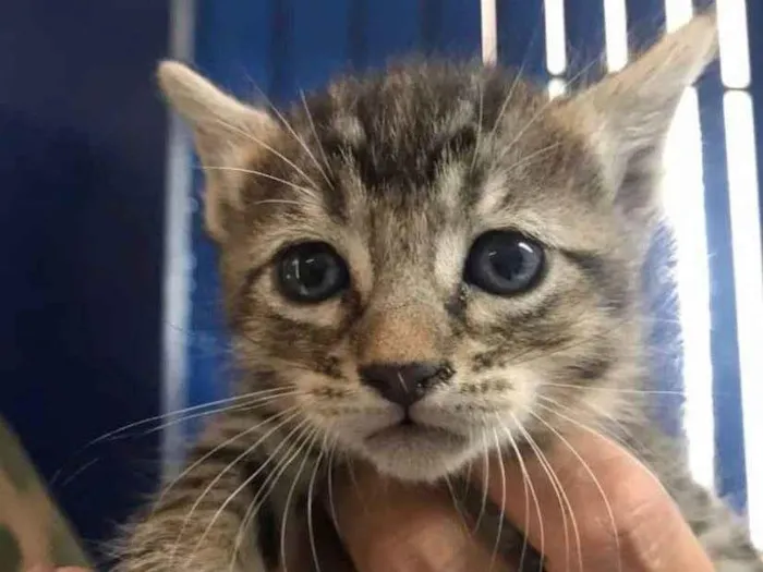 Gato ra a  idade 2 a 6 meses nome Tigrinho