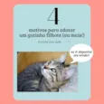 Gatinhos Filhotes