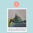 Gatinhos Filhotes