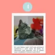 Gatinhos Filhotes