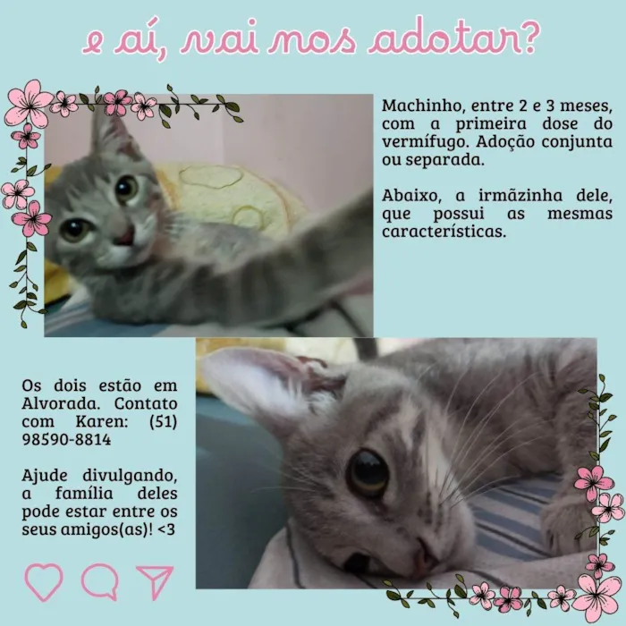 Gato ra a SRD-ViraLata idade 2 a 6 meses nome Gatinhos Filhotes