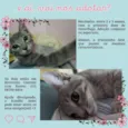Gatinhos Filhotes