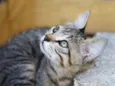 Gatinhos Filhotes