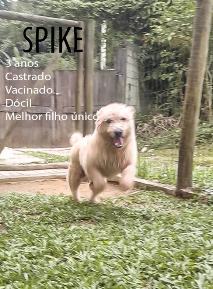 Cachorro ra a SRD-ViraLata idade 3 anos nome Spike 