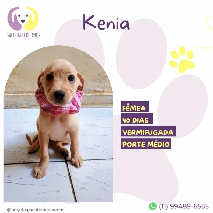 Cachorro ra a SRD-ViraLata idade Abaixo de 2 meses nome Kenia 