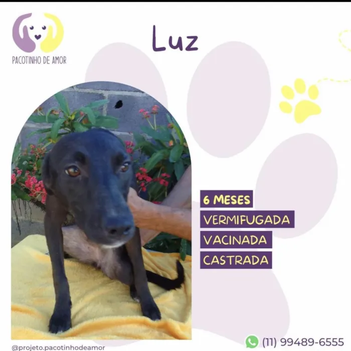 Cachorro ra a SRD-ViraLata idade 2 a 6 meses nome Luz