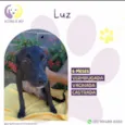 Luz