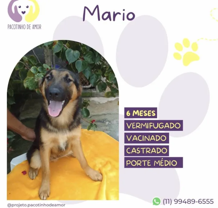 Cachorro ra a SRD-ViraLata idade 2 a 6 meses nome Mario