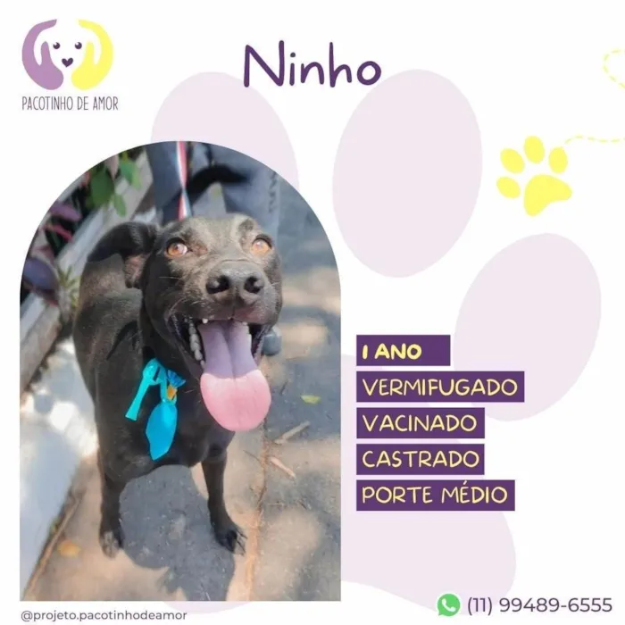 Cachorro ra a SRD-ViraLata idade 1 ano nome Ninho 