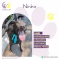 Ninho