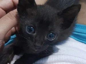 Gato raça SRD-ViraLata idade 2 a 6 meses nome Gatinho 