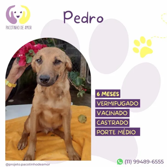 Cachorro ra a SRD-ViraLata idade 2 a 6 meses nome Pedro 
