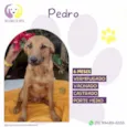 Pedro