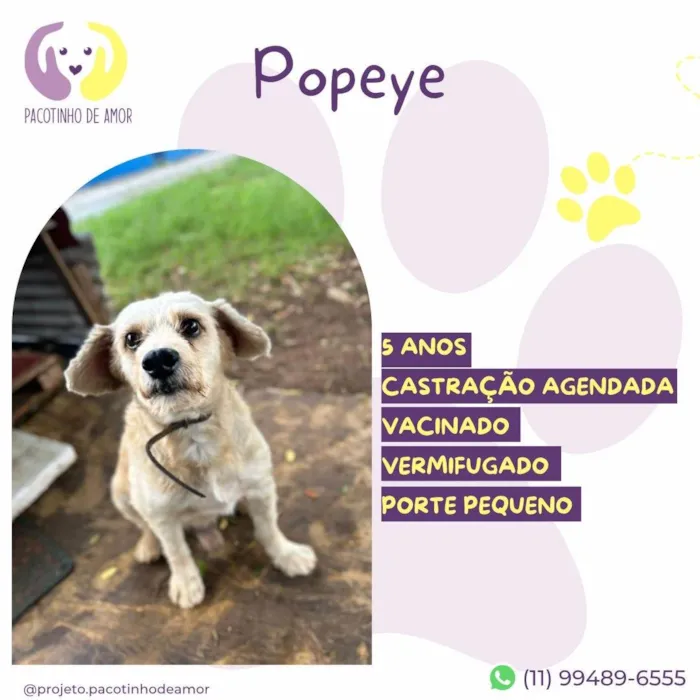 Cachorro ra a SRD-ViraLata idade 5 anos nome Popeye