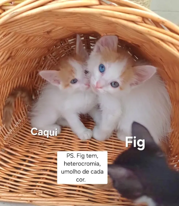 Gato ra a SRD-ViraLata idade Abaixo de 2 meses nome Fig
