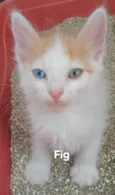 Fig