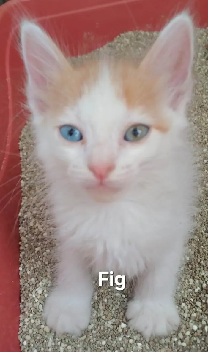 Gato ra a SRD-ViraLata idade Abaixo de 2 meses nome Fig